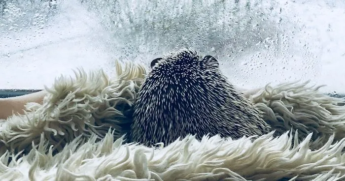 When We Picked Up Our Hedgehog We Thought He Hated Us, But Now He Won't Stop Smiling