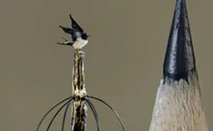 I Carve Tiny Birds Under A Microscope To Make The Outside World Disappear (20 Pics)