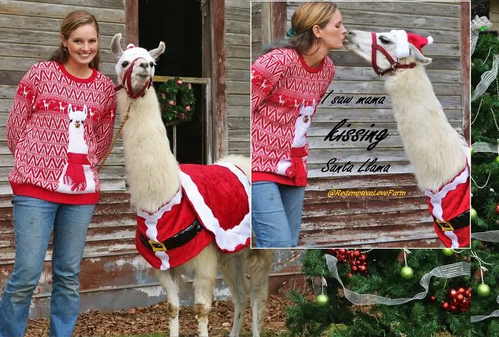 When You Don't Want To Dress Up As Santa You Just Make A Santa Costume For Your Llama!!!