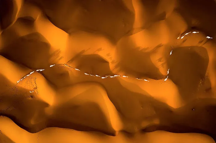 Path Of Camels Across The Sands, Saudi Arabia (Honorable Mention In General Color Category)