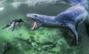 50 Amazing Photos That Won The Prestigious Siena International Photo Awards