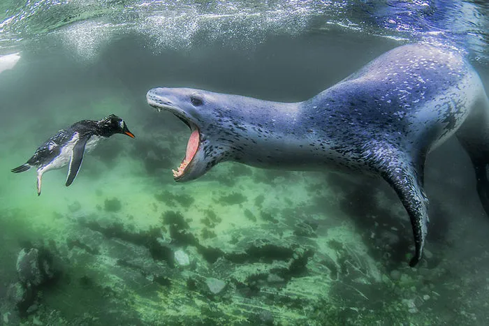Facing Reality, Pleneau Island, Antarctic Peninsula (1st Place In Animals In Their Environment Category)