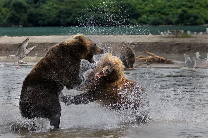 Fighting, Russia (Honorouble Mention In Under 20 Category)