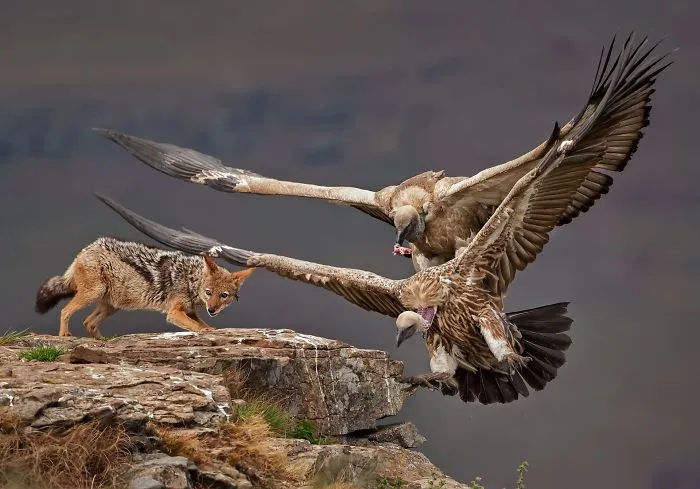 Vulture And Jackal (Remarkable Award In Animals In Their Environment Category)