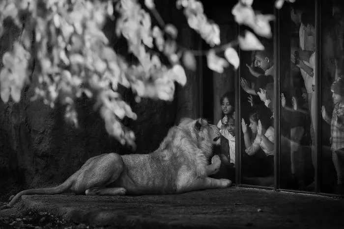 The Contact (Remarkable Award In Journeys And Adventures Category)