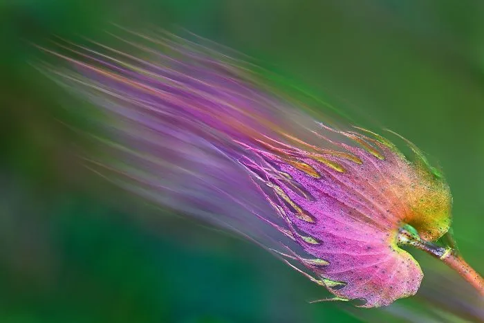 Exhalation (Remarkable Award In Splash Of Colors Category)