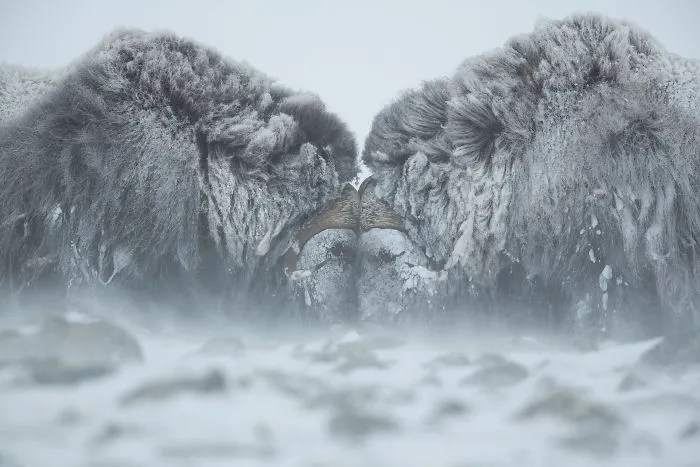 Duel In The Snow (Remarkable Award In Animals In Their Environment Category)