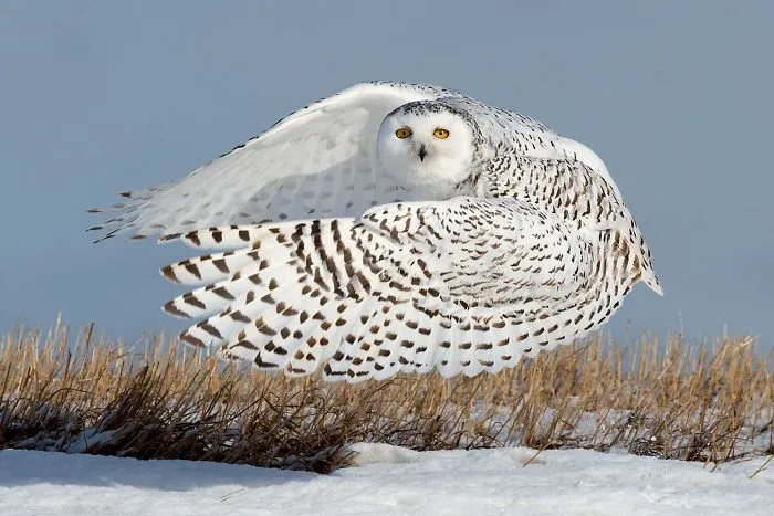 Snowy Ballerina (Remarkable Award In Animals In Their Environment Category)