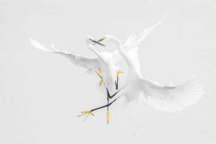 Egrets Fight (Remarkable Award In Animals In Their Environment Category)