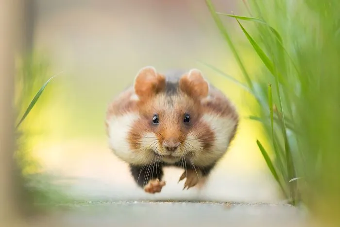 ¡Corre! (Animals In Their Environment)