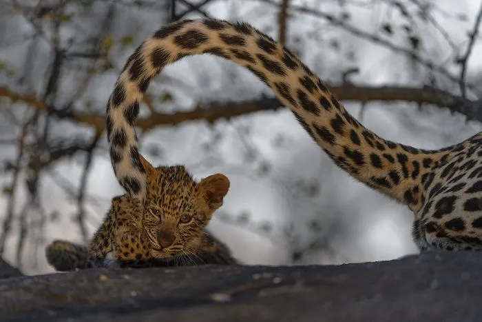 Gatito (Animals In Their Environment)