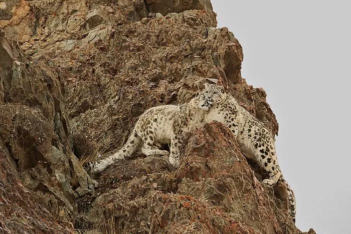 Amor sobre las rocas (Animals In Their Environment)