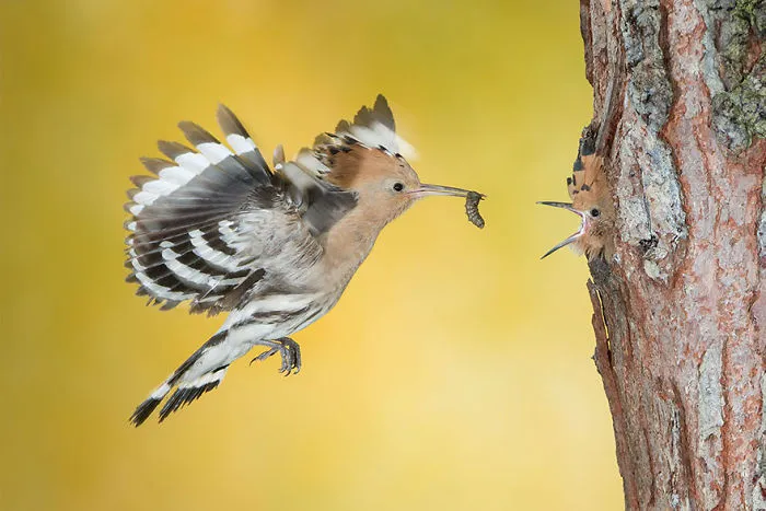 Abubilla con el pico lleno, Italia (Animals In Their Environment)