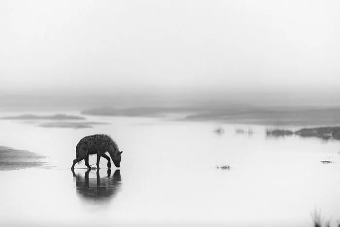 Hyaena, Tanzania (Honorable Mention In Animals In Their Environment Category)
