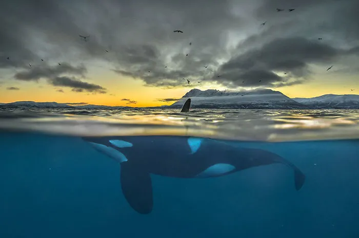 Orca en la noche polar, Noruega (Animals In Their Environment)