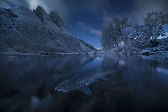 Polar Trout, Norway (Honorable Mention In The beauty of the nature Category)