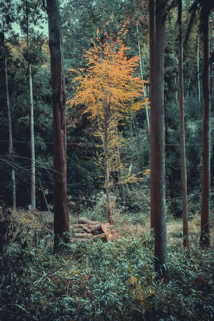 I Spent A Weekend Photographing In Kyoto, Japan And These Are My Favorite Shots (23 Pics)