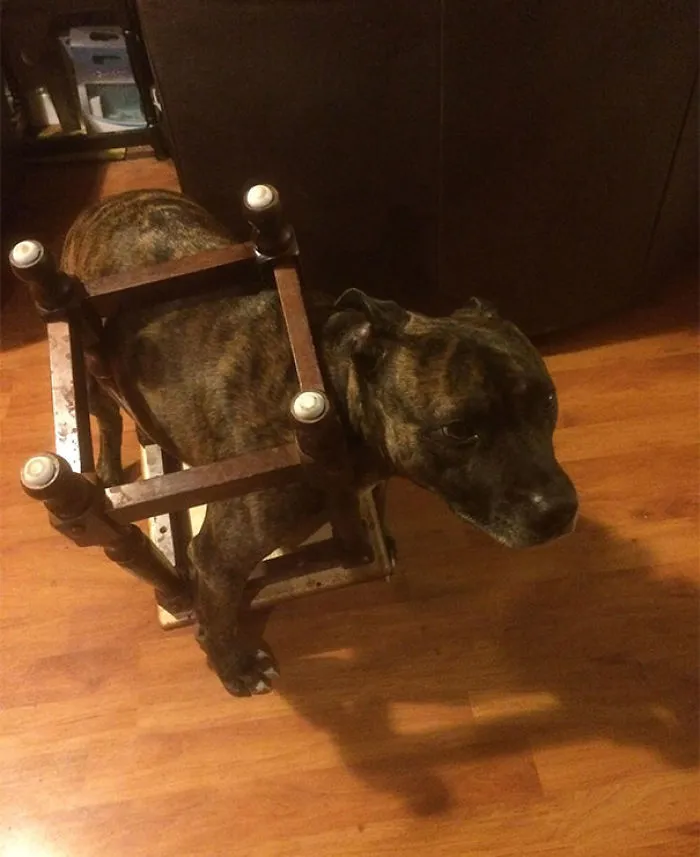 From A Few Years Ago When He Got Stuck In A Table, Had To Unscrew It To Get Him Out