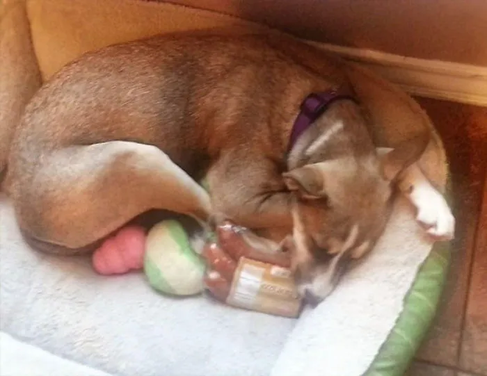 She Never Ate The Sausages - Didn't Even Puncture The Package. She Just Napped With Them
