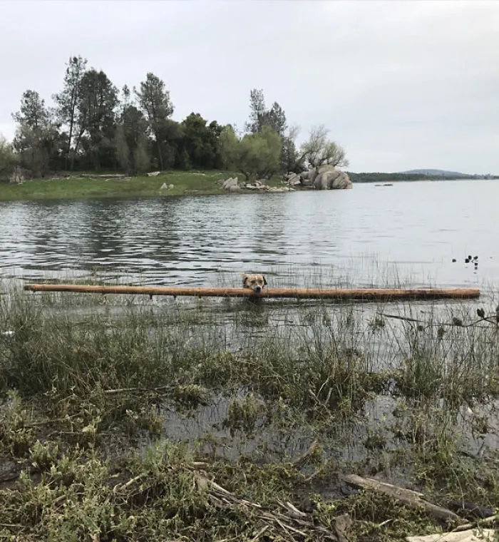 No Stick Will Ever Be Big Enough For Goose