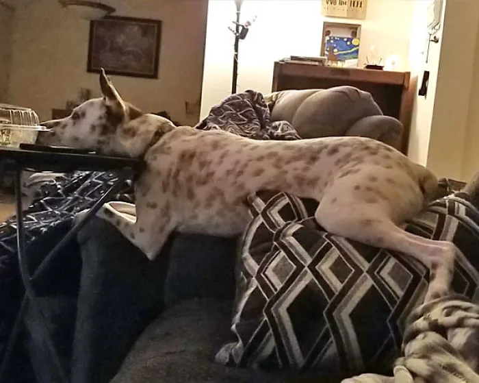 Laying On 3 Pieces Of Furniture While He Watches TV