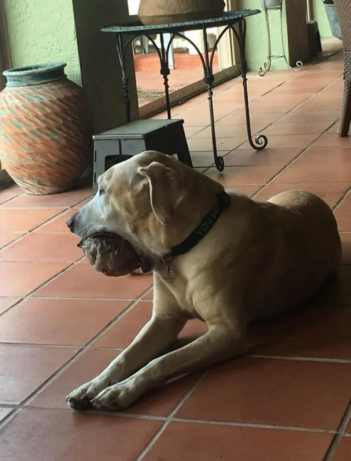 He Has Learned To Retrieve Coconuts. Despite The Damage To His Jaw, He Persists. He Sleeps With Them, Too