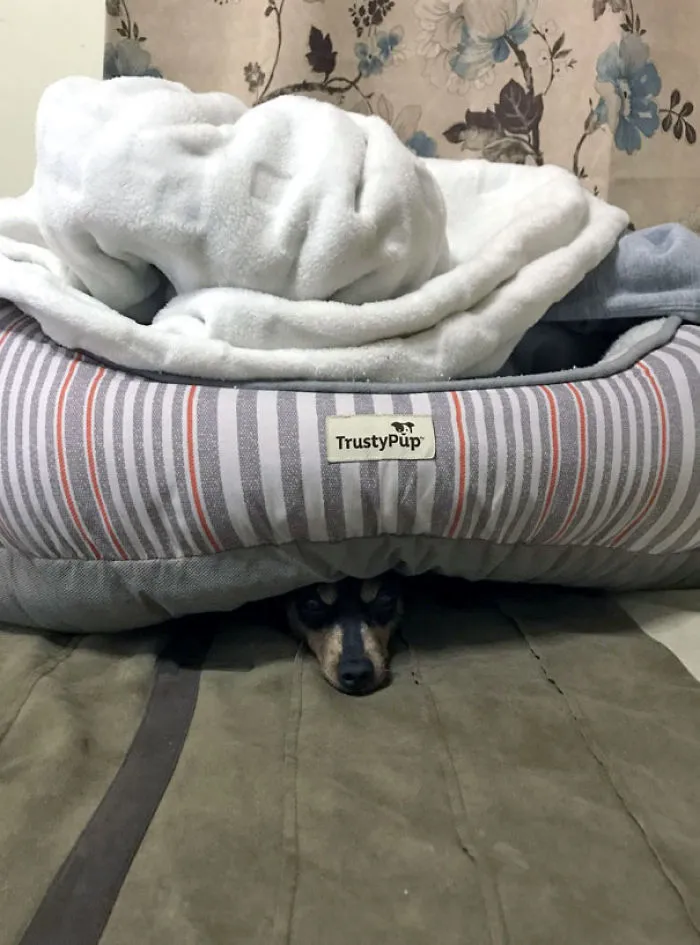 What's Wrong With My Dog?