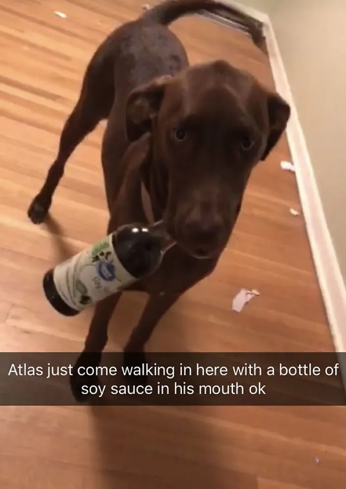 My Dog Collects Treasures Any Chance He Gets