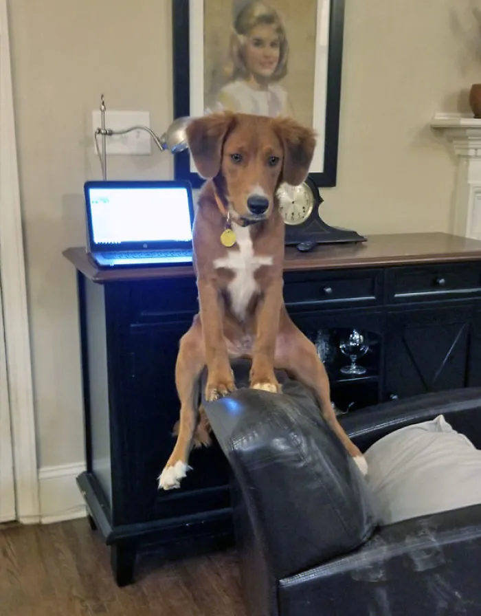 Beau On His Chair