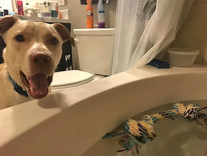 I’m Taking A Bath And This Dumbo Decides He Wants To Play Fetch So He Gave Me A Toy To Throw