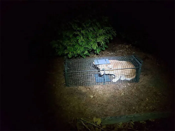 There Wasn’t Even Bait In The Rabbit Trap. Caught A Corgi