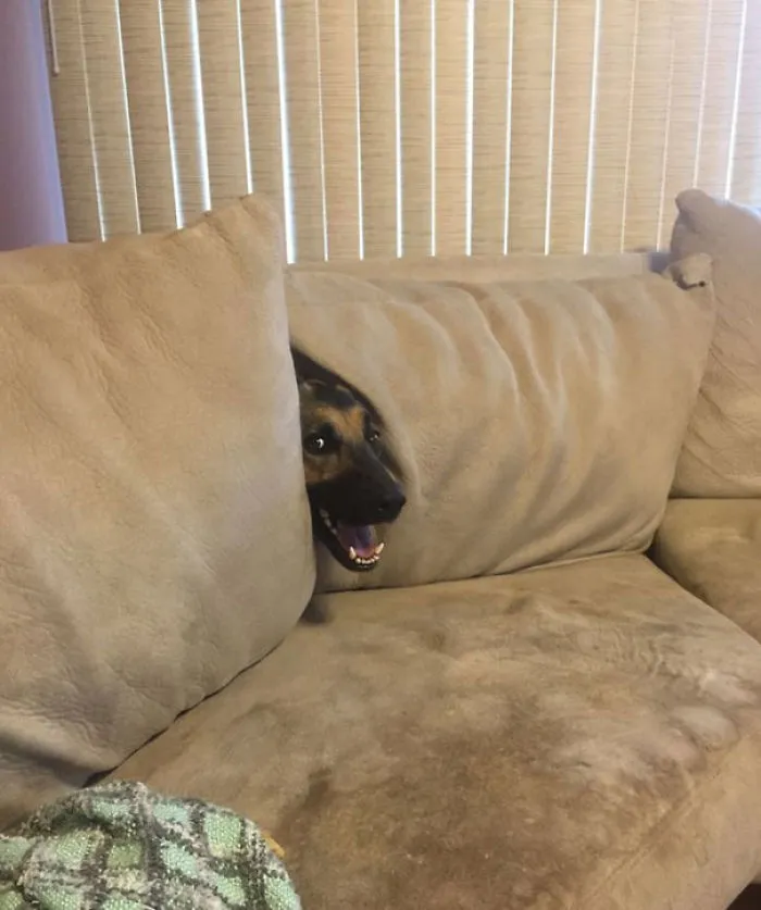 I Do A Still. Hooman No See Me