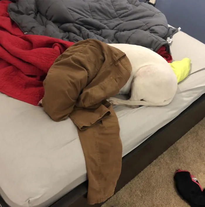 Put Pants On Her Head To Mess With Her, She Laid Down And Went To Sleep