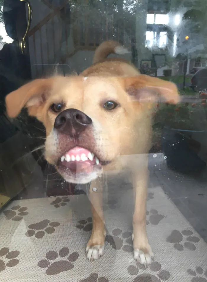 A Little Too Excited, But Still A Good Boy
