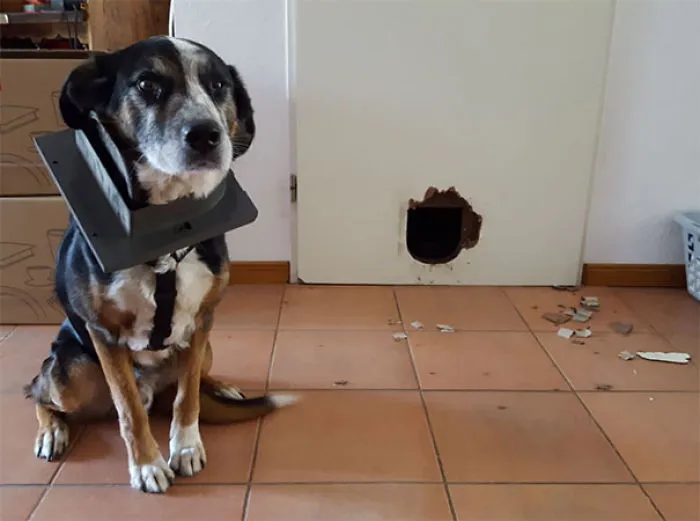 My Dog Wanted To See What The Cats Are Up To Downstairs