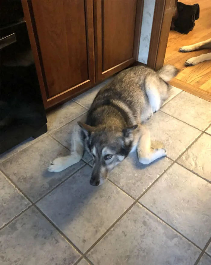 We Were Told He Was A Mix, But Didn’t Know They Meant With A Frog