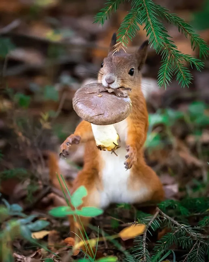 Este fotógrafo demuestra que los bosques de los cuentos son reales en Finlandia (41 fotos)