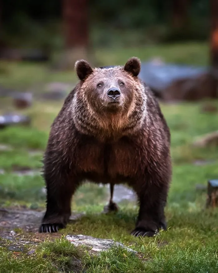 Este fotógrafo demuestra que los bosques de los cuentos son reales en Finlandia (41 fotos)