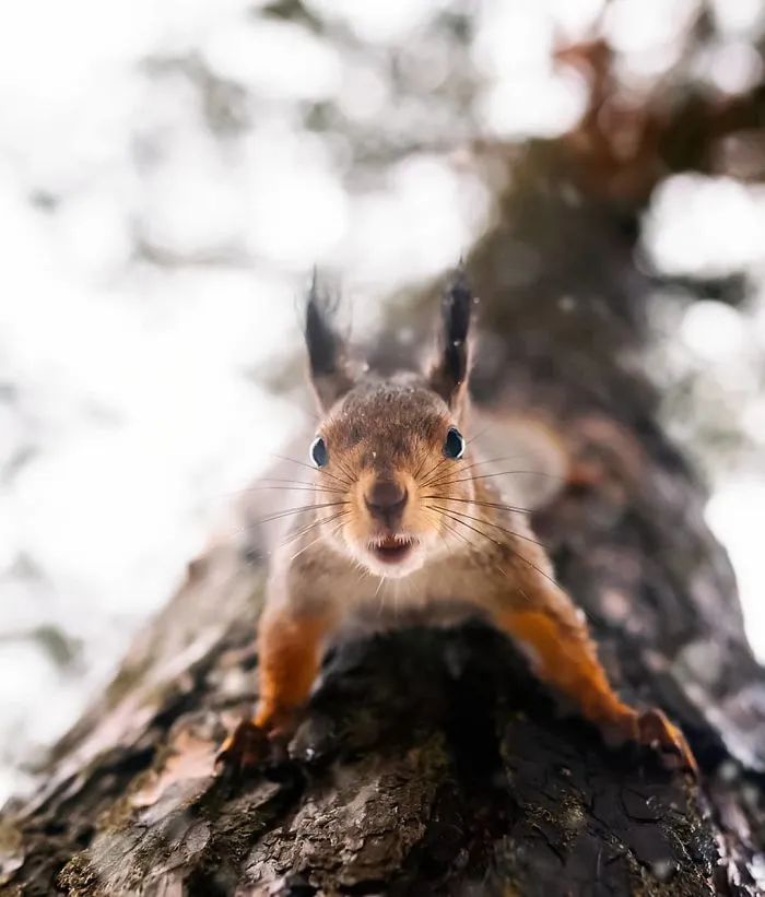 Finnish Photographer Proves Fairy Forests Are Real In Finland (41 Pics)