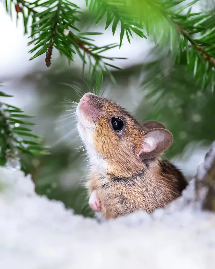 Finnish Photographer Proves Fairy Forests Are Real In Finland (41 Pics)