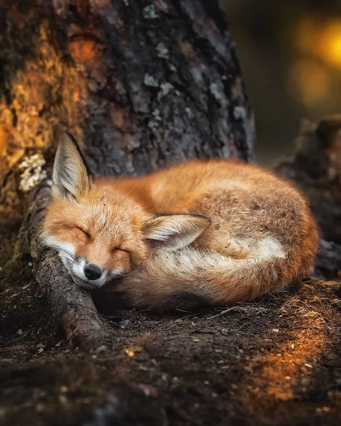 Este fotógrafo demuestra que los bosques de los cuentos son reales en Finlandia (41 fotos)