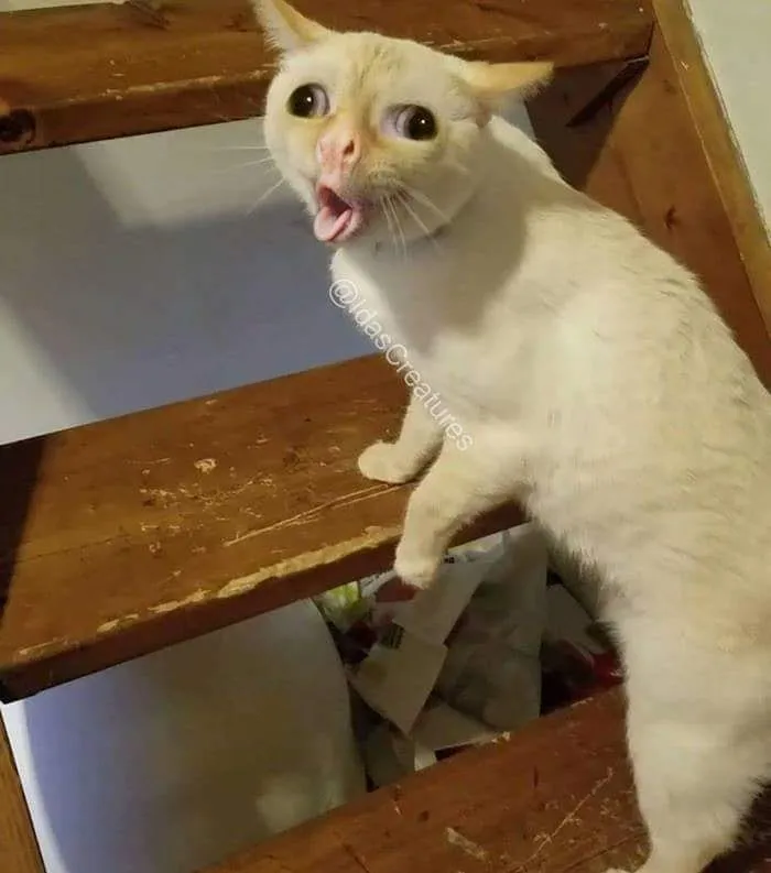 People Are Submitting Pics Of Their Pets To This Instagrammer, And She Gives Them Hilarious Makeovers