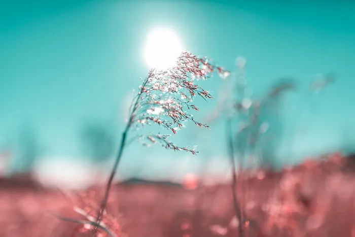 Paolo Pettigiani Uses Infrared Photography To Give Us A Different View Of The World