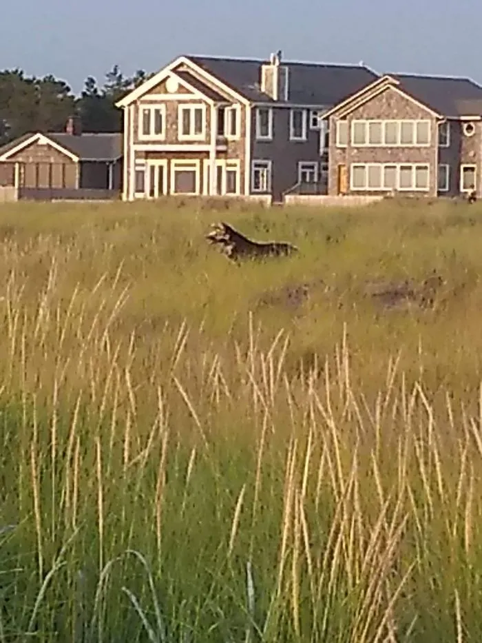 Giant German Shepherd In Sand Dunes
