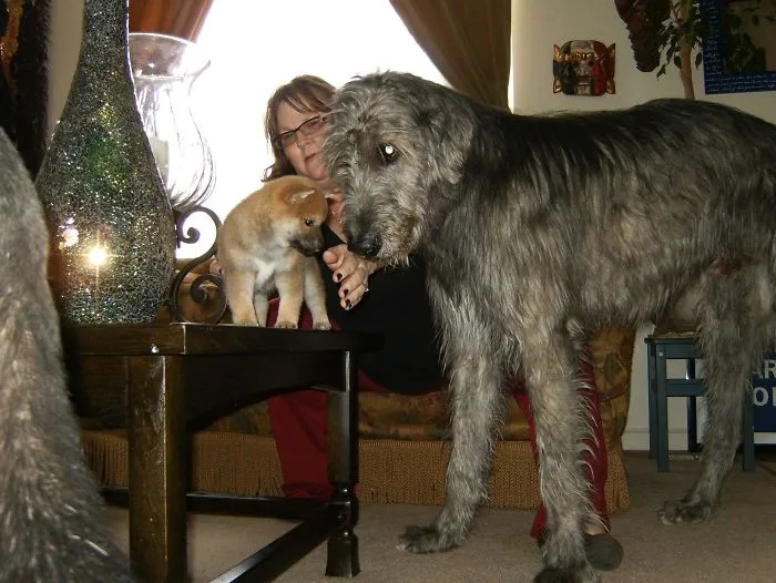 Here's My 6 Week Shiba Inu Puppy With My Mom's Irish Wolfhound