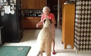 People Are Posting Hilarious Photos Of Their Irish Wolfhounds, And It’s Crazy How Large They Are (50 Pics)