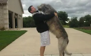 People Are Posting Hilarious Photos Of Their Irish Wolfhounds, And It’s Crazy How Large They Are (50 Pics)