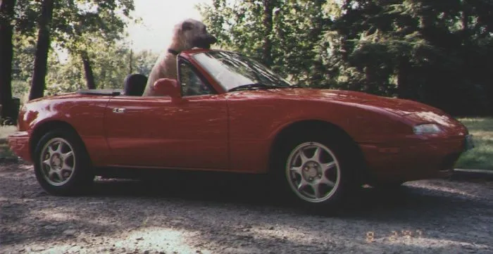 An Irish Wolfhound In A Mazda Miata