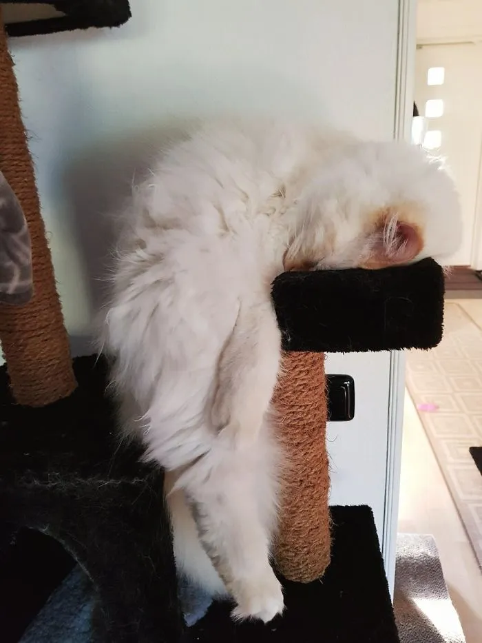 My Mom Sent Me This Picture Of Her Cat Sleeping