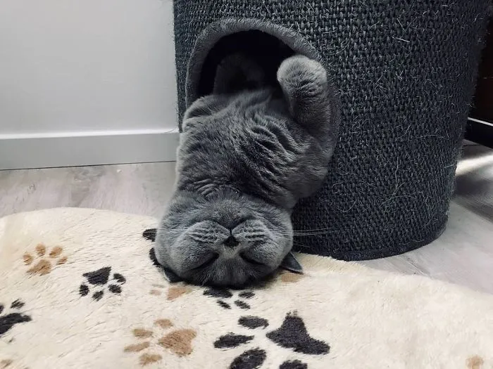 The Most Comfortable Way To Sleep Apparently